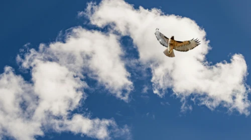 soaring bird against blue sky and clouds