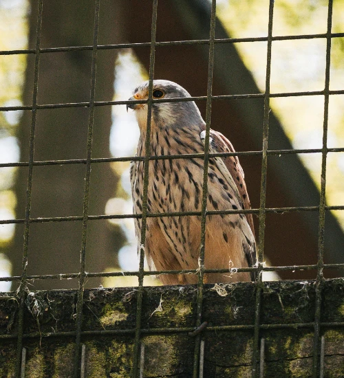 falcon in zoo cage