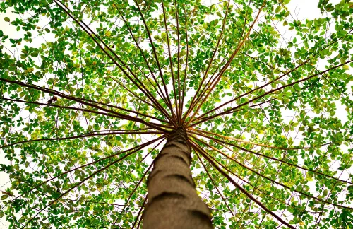 Planting a Tree Within