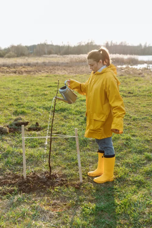 woman in raincoat standing in a field watering a sapling