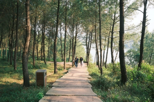 A couple walking along a path in a pine forest.